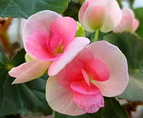 Набор бегоний элатиор Донецк