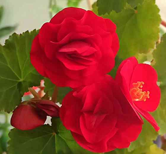 Набор бегоний элатиор Донецк