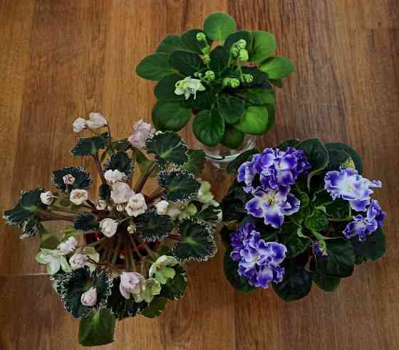 Набор цветущих фиалок полумини Донецк