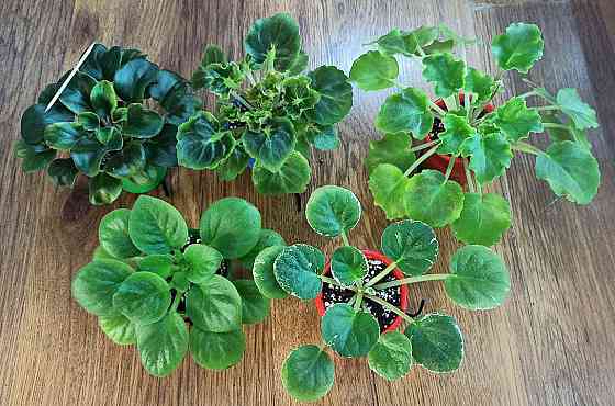 Набор стартеров фиалок полумини Донецк