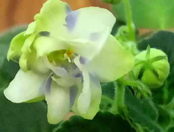 Набор цветущих фиалок полумини Донецк