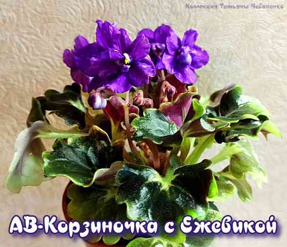 Набор стартеров фиалок полумини Донецк