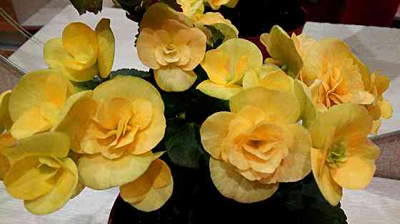 Набор бегоний элатиор Донецк