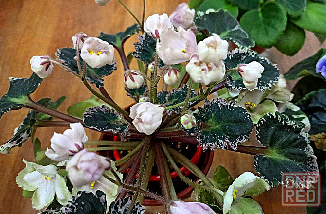 Набор цветущих фиалок полумини Донецк - изображение 3