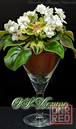 Набор стартеров фиалок полумини Донецк - изображение 2