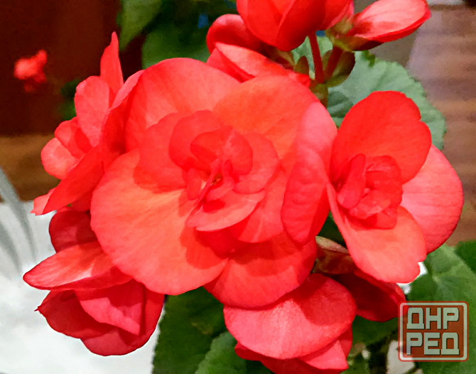Набор бегоний элатиор Донецк - изображение 4