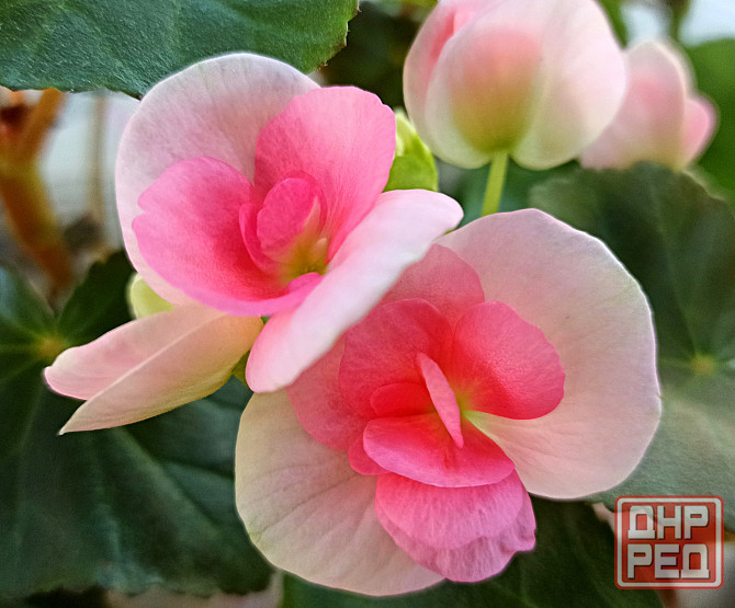 Набор бегоний элатиор Донецк - изображение 3