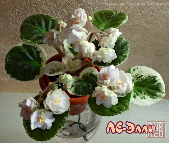 Набор стартеров фиалок полумини Донецк - изображение 4