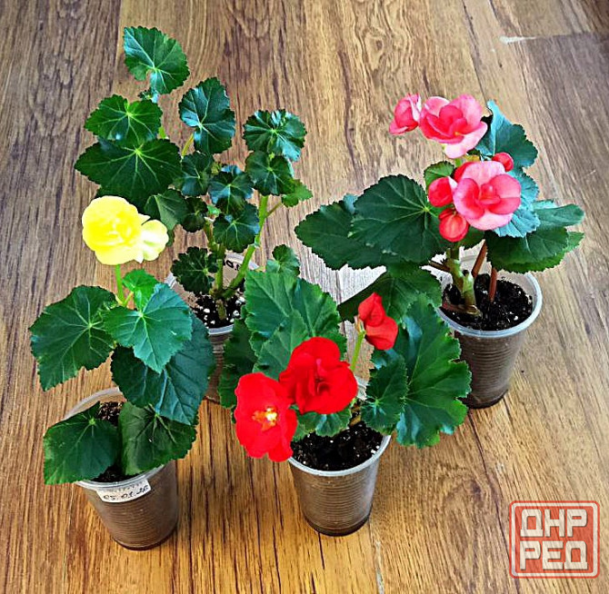 Набор бегоний элатиор Донецк - изображение 5