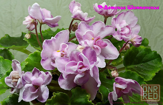 Набор стартеров фиалок полумини Донецк - изображение 5