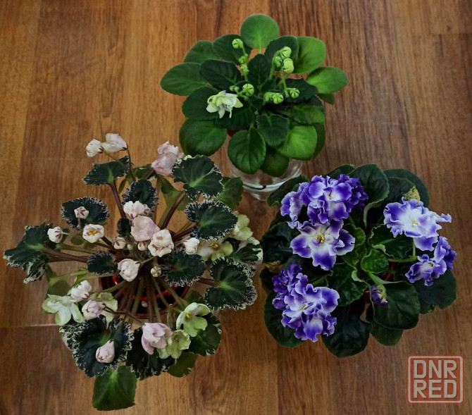 Набор цветущих фиалок полумини Донецк - изображение 1