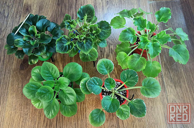 Набор стартеров фиалок полумини Донецк - изображение 6