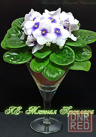 Набор стартеров фиалок полумини Донецк - изображение 1