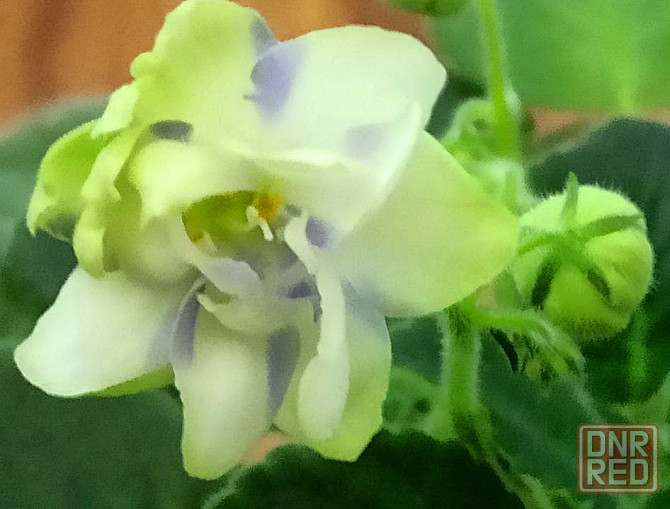 Набор цветущих фиалок полумини Донецк - изображение 4