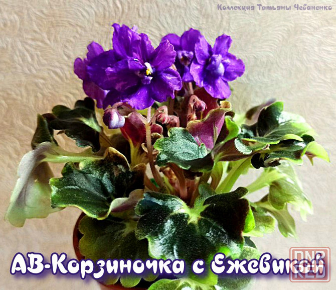 Набор стартеров фиалок полумини Донецк - изображение 3