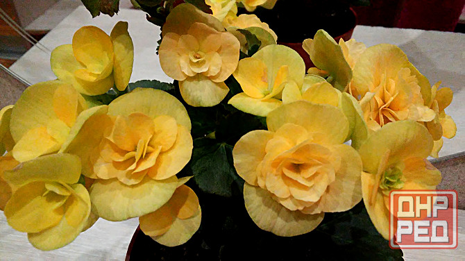 Набор бегоний элатиор Донецк - изображение 2