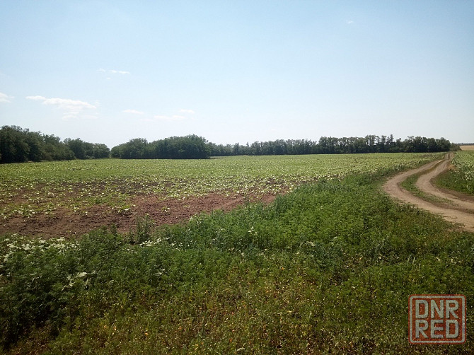 Предлагается к продаже сельхоз участок (Фермерская Усадьба). Волноваха - изображение 6