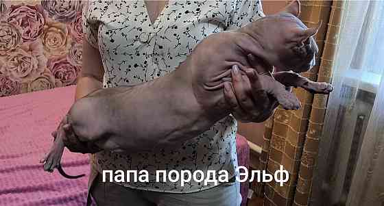 Сфинкс породы эльф Донецк