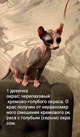 Сфинкс породы эльф Донецк
