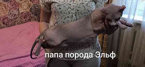 Сфинкс породы эльф Донецк