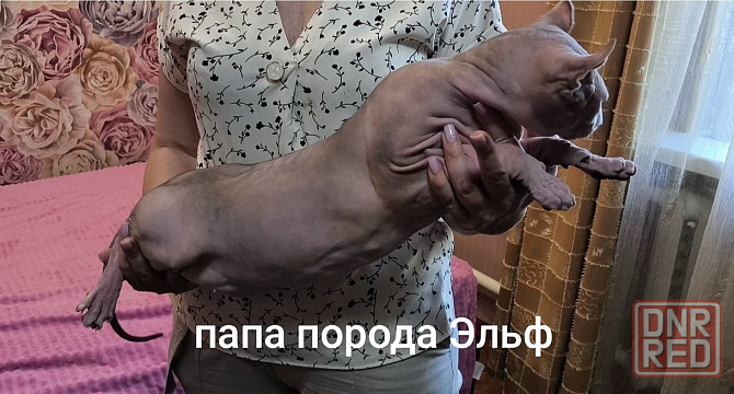 Сфинкс породы эльф Донецк - изображение 5