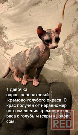Сфинкс породы эльф Донецк - изображение 2