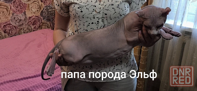 Сфинкс породы эльф Донецк - изображение 4