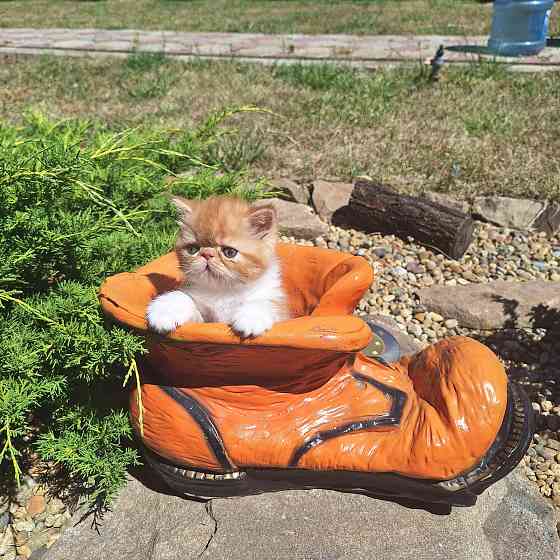 Экзотический котик. Донецк