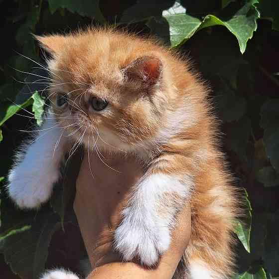 Экзотический котик. Донецк