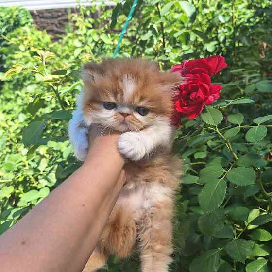 Персидский мальчик. Донецк