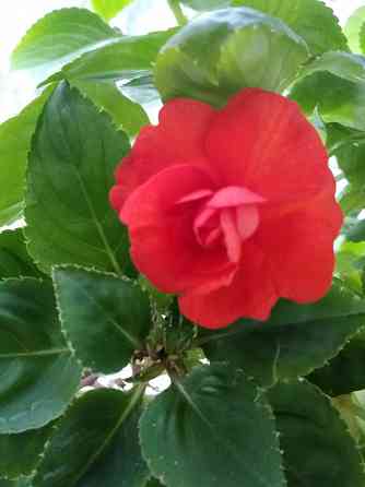 Продам комнатные цветы Донецк