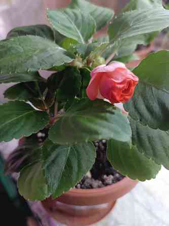 Продам комнатные цветы Донецк