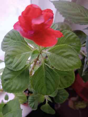 Продам комнатные цветы Донецк