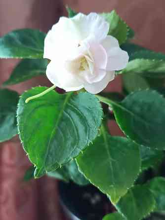 Продам комнатные цветы Донецк