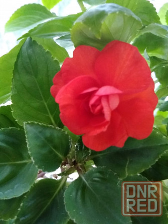 Продам комнатные цветы Донецк - изображение 5