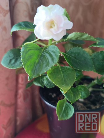 Продам комнатные цветы Донецк - изображение 2