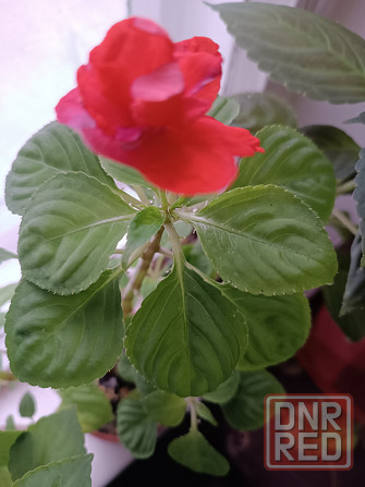 Продам комнатные цветы Донецк - изображение 3