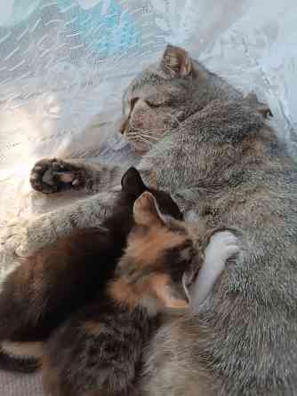 Котята от вислоухой кошечки Донецк
