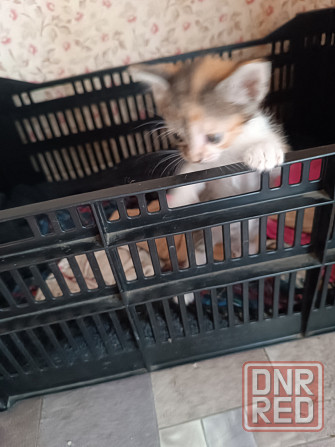 Котята от вислоухой кошечки Донецк - изображение 4