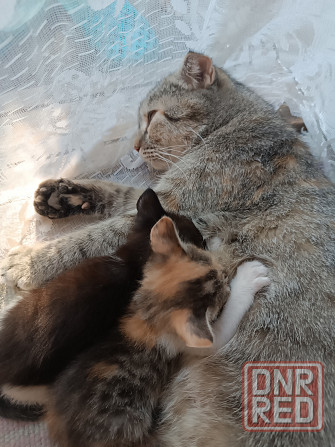 Котята от вислоухой кошечки Донецк - изображение 1