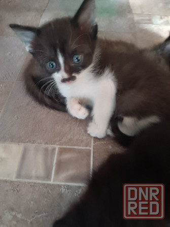 Котята от вислоухой кошечки Донецк - изображение 3