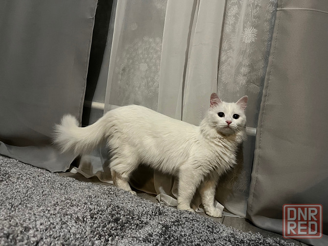 Отдам котят в добрые руки Донецк - изображение 4