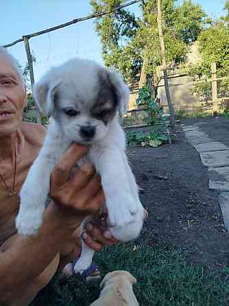 Щенки в ожидании новых родителей Донецк