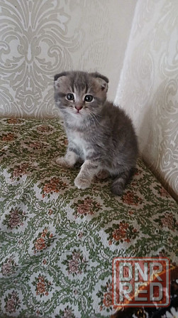 Продам кошечку Донецк - изображение 1