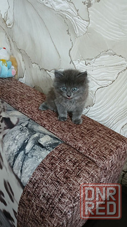 Продам кошечку Донецк - изображение 3