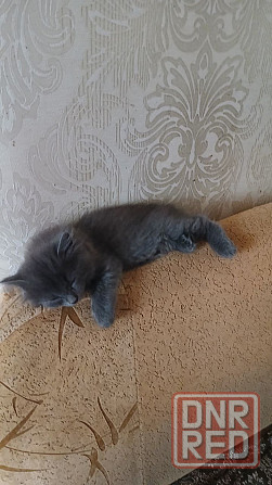 Продам кошечку Донецк - изображение 2