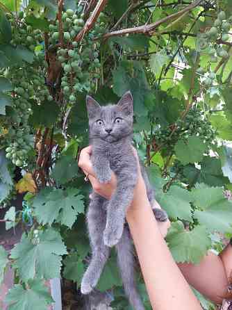 Отдам котят в хорошие, добрые руки Донецк