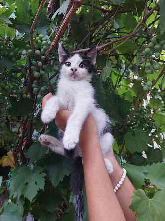 Отдам котят в хорошие, добрые руки Донецк