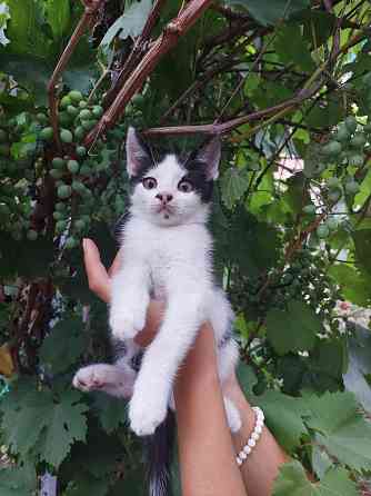 Отдам котят в хорошие, добрые руки Донецк