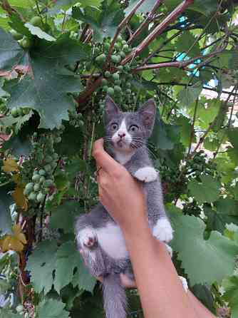 Отдам котят в хорошие, добрые руки Донецк